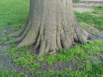根, 固体, 树, 自然, 木材, 增长, 强度