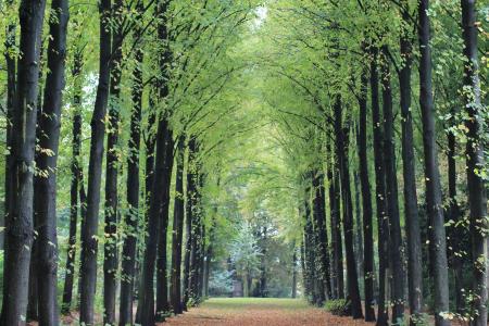 大道, 秋天, 景观, 缩放, 对称, 绿树成荫的大道, 树木