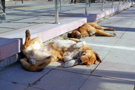 狗, 太阳, 梦想, 度假, 城市, 狗, 狗