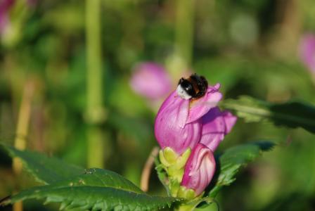 大黄蜂, 昆虫, 花, 叶, 自然, 绿色, 粉色