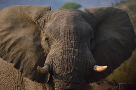 大象, 非洲, 萨凡纳, 南非, 在野外的动物, 野生动物, 一种动物