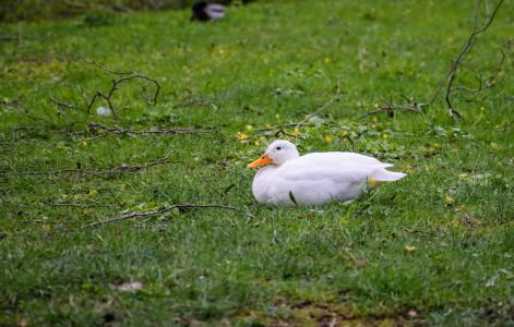 鸭, 白色, 躺着鸭, 鸟, 草, 在野外的动物, 动物主题