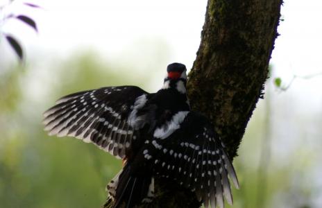 啄木鸟, 鸟, 多彩, 羽毛, 飞, 自然, 大斑的啄木鸟