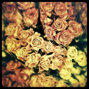 玫瑰, 花, 花, 情人节那天