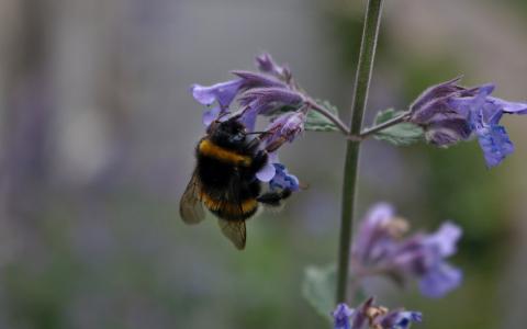 蜜蜂, 自然, 蜂蜜, 昆虫, 花, 自然, 花粉