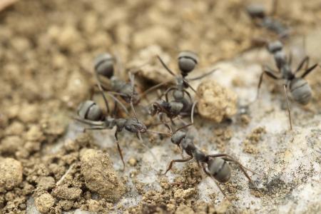 蚂蚁, 小组工作, 昆虫, 蚂蚁, 自然, 昆虫, 特写
