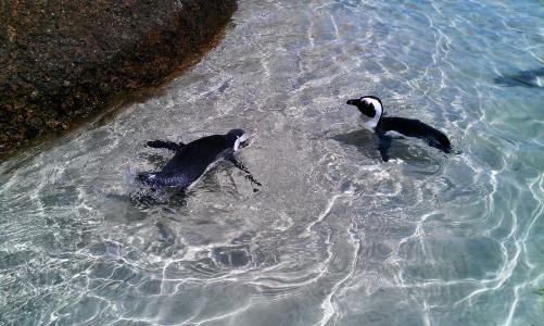 企鹅, 鸟类, 水