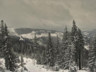 冬天, 树木, 雪, 感冒, 弗罗斯特, 嗖嗖声, 滑雪