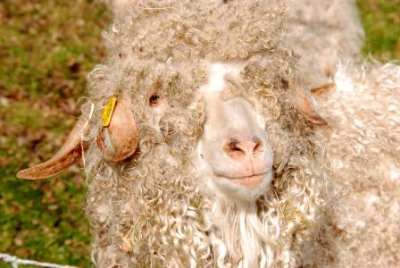 羊, 羊毛, 卷发, 绵羊的毛, 动物, 哺乳动物, 白色