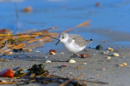 sanderling, 北海, 鸟类, 鸟, 在野外的动物, 动物主题, 水