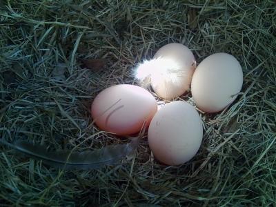 鸡蛋, 鸟巢, 鸡