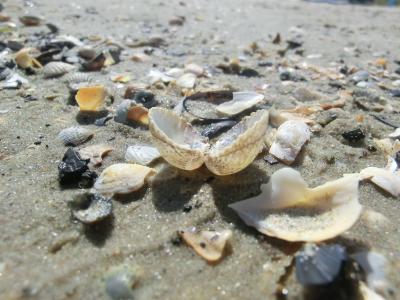 壳, 海, 海滩, 贝壳, 沙滩, 夏季, 阳光灿烂的日子
