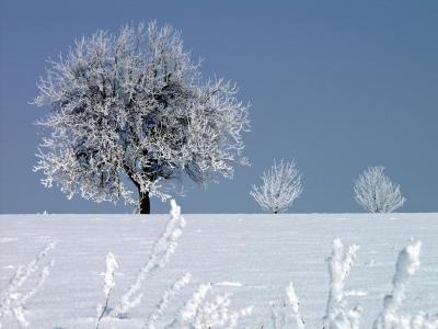 白霜, 冬天, 感冒, 树, 寒冷, 嗖嗖声温度, 冻结