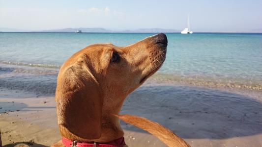 狗, 海滩, 小狗, 海, 小狗, 可爱, 配置文件