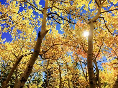 叶子, 秋天, 非盟, 秋天, 赛季, 树, 自然