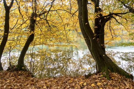 秋天, 在河上, 河, 银行, 河反射, 树, 自然