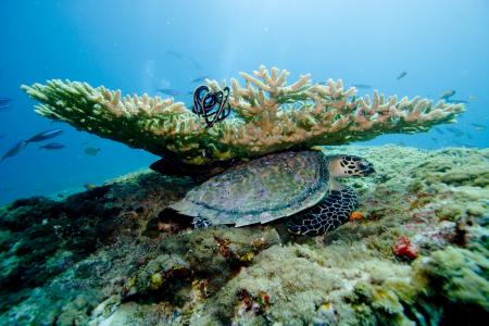 珊瑚, 海, 海洋, 水下, 跳水, 马尔代夫, 一种动物
