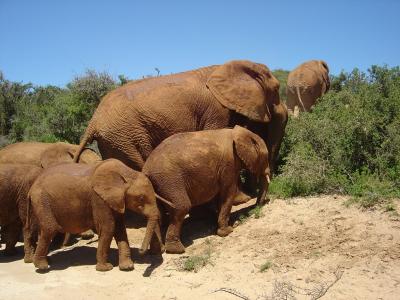 大象, 野生, 南非