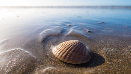 壳, 海边, 海边, 海滩, 贝壳, 海, 沙子