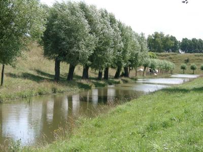自然, 树木, 水, 天然水, 荷兰