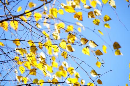 桦木, 秋天, 叶子, 秋天的落叶, 黄金, 黄色, 明亮的黄色