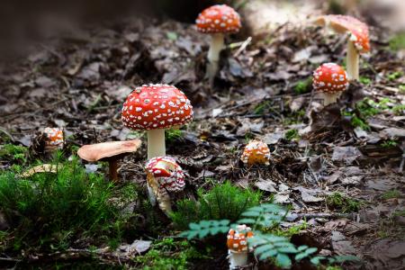 蘑菇, 附近的, 草, 秋天, 森林, 绿色, 帽子