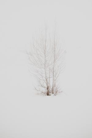 树, 分公司, 植物, 自然, 雪, 冬天, 森林