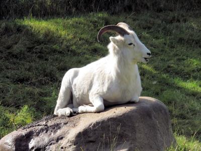 大角羊, 山羊, 喇叭, 艾伯塔省, 加拿大, 野生动物, 羊