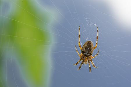 蜘蛛, 蜘蛛网, 取决于, 狩猎, 自然, 网络, 恐惧