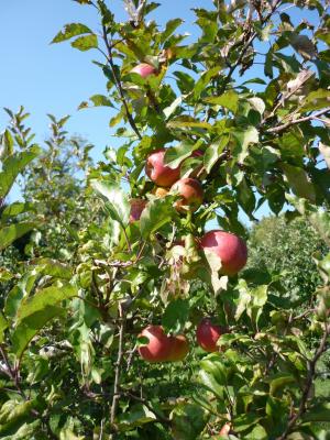 苹果, 果园, 果汁, 果树, 水果, 收获, 果树