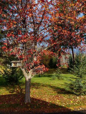 秋天, 秋天, 红色, 叶子, 树, 花园, 鸟屋