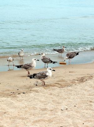 海鸥, 海鸥, 鸟类, 海, 海滩, 水鸟, 野生鸟类