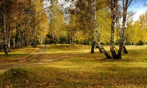 秋天, 景观, 森林, 自然, 黄金, 桦木, 美