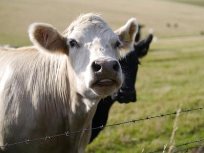 母牛, 牧场, 舌头, 农业, 农场, 栅栏, 草甸