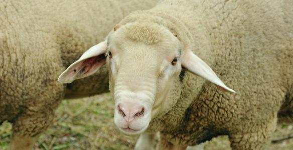 羊, 牲畜, 白羊, 牧场, 动物, 羊毛, 绵羊的毛