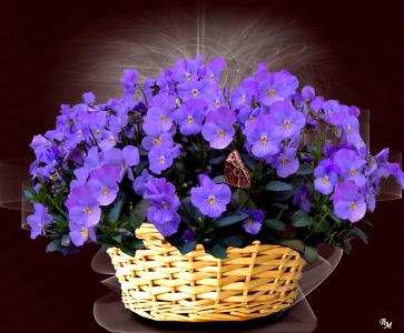 中提琴, 风铃草, 花, 花, 蓝色紫色, 紫罗兰色