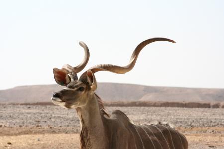 羚羚羊, 非洲, 野生动物, 自然, 警报, 男性