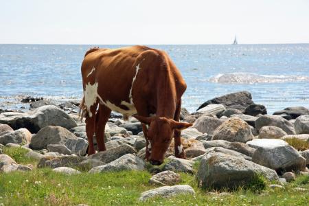 母牛, 夏季, 海