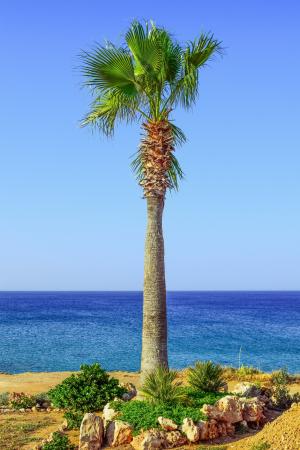 棕榈树, 海, 地平线, 夏季, 岛屿, 风光, kapparis
