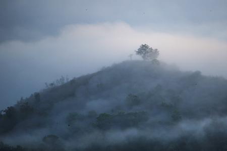 有雾, 树木, 森林, 黎明, 雾, 雾, 景观