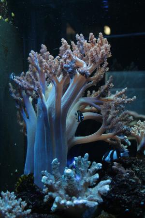 珊瑚, 水族馆, 海洋生命, 水下, 海, 礁, 自然