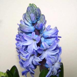 风信子, 蓝色的花, 春天的花朵