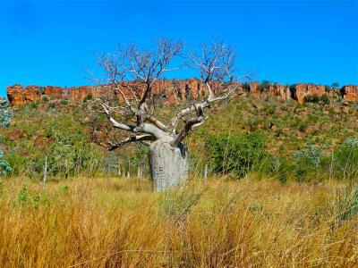 瓶树, 澳大利亚, 昆士兰瓶树, brachychiton 一, 树, 澳元, 自然