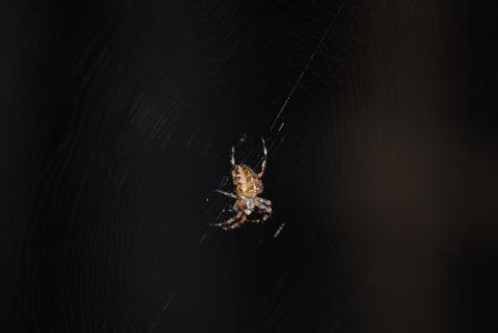 蜘蛛, web, 昆虫, 幽灵, 蜘蛛网, 黑色, 自然