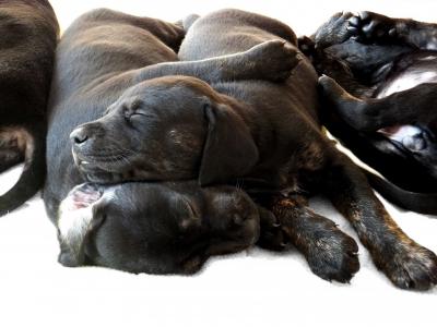 狗, 小狗, 黑色, 睡觉, 杜宾, 贵, 宠物