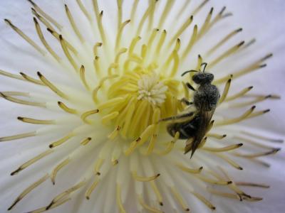 花, 蜜蜂, 花粉
