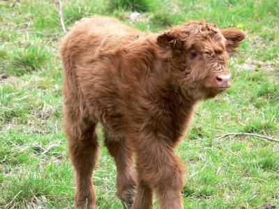 highlandrind, 母牛, 牛, 年轻的动物, 高地, 喇叭, 苏格兰