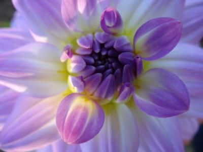 紫色, 白色, 花, 开花, 绽放, 花萼, 植物学