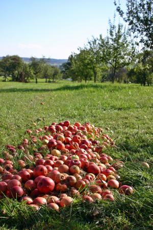 苹果, 果园, 意外之财, 水果, 红色, 维生素, 健康