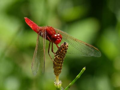红蜻蜓, 有翅膀的昆虫, erythraea crocothemis, 干, 湿地, 绿色植物